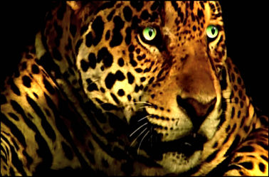Leopard mit grünen Augen