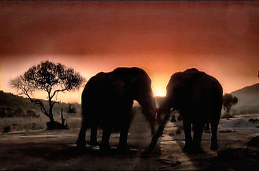 Bild mit Tiere, Tier, Elefant, Elefanten, Tierisches, Africa, Bunte Tierwelt, Afrika, Andere Tiere, Wildlife