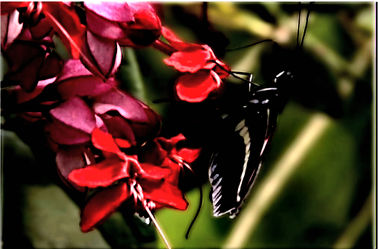 Bild mit Makroaufnahme, Digital Art, Schmetterling, Makrobilder
