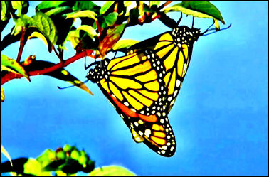 Bild mit Makroaufnahme, Digital Art, Schmetterling, Makrobilder
