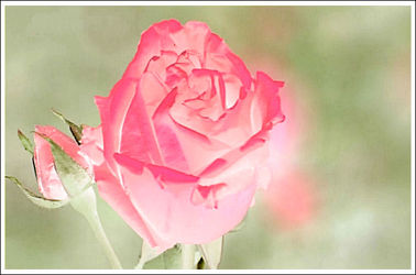 Bild mit Rosen, Rose, Makro Rose, Blumen im Makro, Blumenmakro