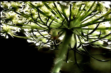 Bild mit Makroaufnahme, Blumen im Makro, Blumiges, Makroaufnahmen