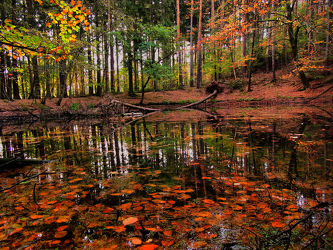 Bild mit Natur, Wasser, Landschaften, Bäume, Wälder, Herbst, Wald, Baum, Landschaft, See, Teich