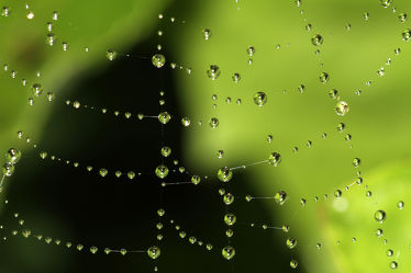 Bild mit Natur, Regentropfen, Tropfen, Spinnen, Spinnennetz, Netz
