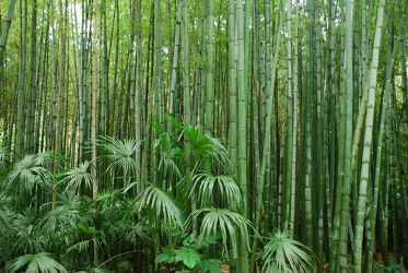 Bild mit Grün, Bambus, Tapete, Tapeten Muster, Harmonie in Grün, wandtapete, fototapete, bambuswald