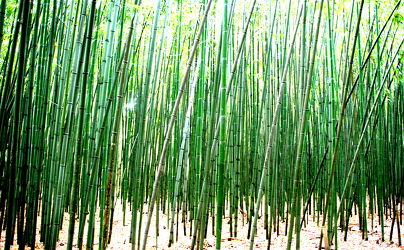 Bild mit Grün, Bambus, Tapeten Muster, Harmonie in Grün, wandtapete, fototapete, bambuswald