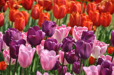 Bild mit Rosa, Lila, Violett, Frühling, Rot, Tulpe, Tulips, Tulpen, Tulip, Bunt, intensiv, farbenfroh, leuchtend, tulpenpracht, tulpenbeet, frühblüher, frühjahr, pink