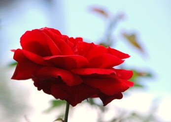 Bild mit Rot, Rosen, Rose, rote Rose, red, edelrose, edel, Deko, Liebe, dekorativ, Love