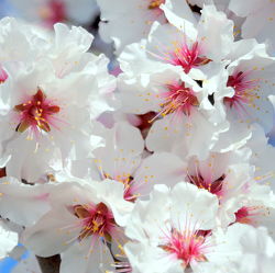 Bild mit Rosa, Frühling, weiss, Mandelblüte, Frühlingsgefühle, Frühlingsgefühle, Mandelblüten, frühjahr, zart, mandelbäumchen, dekorativ