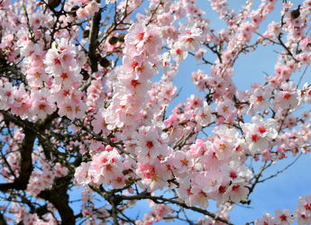 Bild mit Rosa, Frühling, weiss, Mandelblüte, Frühlingsgefühle, Mandelblüten, frühjahr, zart, mandelbäumchen, dekorativ