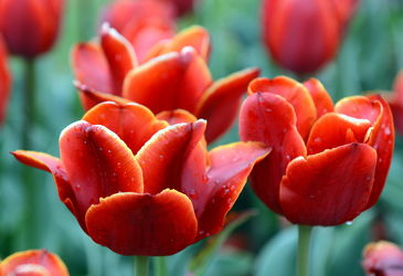 Bild mit Orange, Frühling, Rot, Tulpe, Tulpen, Regentropfen, Tropfen, nahaufnahme, intensiv, tulpenbeet, tulpenblüten, tulpenblüte, feurig, weinrot