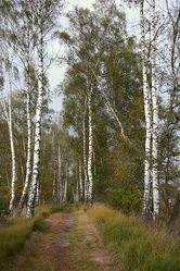 Bild mit Bäume, Birken, Baum, Birke, Weg, Waldweg, Spazierweg, Allee, birkenallee
