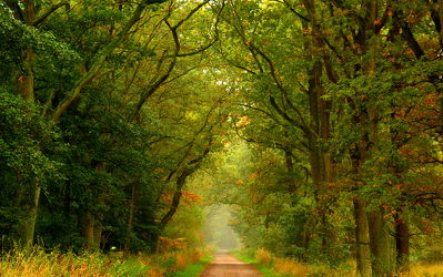 Bild mit Bäume, Herbst, Baum, Weg, Waldweg, Spazierweg, Allee, baumallee, herbstlich