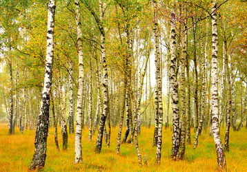 Bild mit Bäume, Wälder, Herbst, Birken, Wald, Baum, Birke, Waldlichtung, Weg, Waldweg, Sonnenschein, Birkenwald, herbstlich
