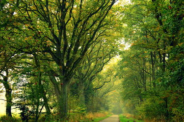 Bild mit Bäume, Herbst, Baum, Weg, Waldweg, Spazierweg, Allee, baumallee, herbstlich