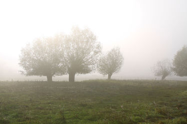Bild mit Bäume, Herbst, Nebel, Baum, Landschaft, Weide, Kopfweiden, Jahreszeit, kopfweide, sachsen anhalt