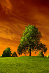 Bild mit Natur, Landschaften, Himmel, Bäume, Jahreszeiten, Herbst, Horizont, Sonne, Baum, Berlin, Blätter, Landschaft, Wiese, Park, Bunt, Idylle