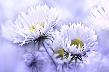 Bild mit Blumen, Weiß, Blau, Sommer, Blume, Makro, Blumen und Pflanzen, Flora, Gartenblumen, garten, blüte, zart
