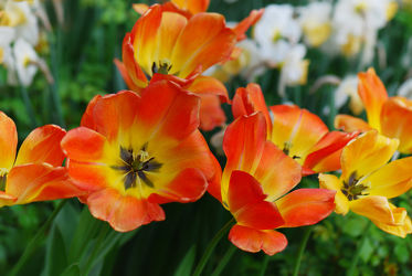Bild mit Gelb, Pflanzen, Blumen, Frühling, Rot, Makroaufnahme, Blume, Makro, Tulpe, Tulpen, frühlingsblumen, dekorativ, tulpenwiese