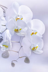 Bild mit Natur, Pflanzen, Blumen, Orchideen, Blume, Orchidee, Pflanze, Makro, Blüten, blüte, orchideenblüte, orchideenblüten