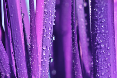 Wassertropfen Violett