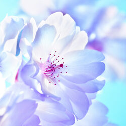 Bild mit Weiß, Lila, Frühling, Blau, Makroaufnahme, Makro, blüte, Kirschblüte, baumblüte, sakura