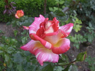 Rosenblüte1