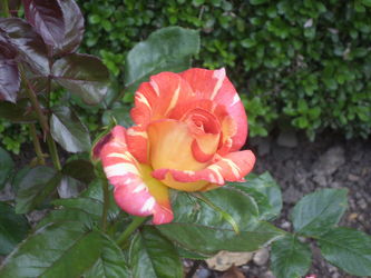 Rosenblüte2