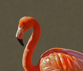 Bild mit Tiere, Rosa, Sommer, Tier, pink, Flamingo, Flamingos