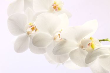 Bild mit Blumen, Weiß, Blume, Orchidee, Schönheit, Ast, Blumenbild, Zweig, orchideenbild