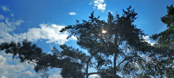 Sky Tree Panorama.jpg