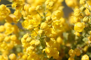 Gelbes Blütenmeer Bild 5245