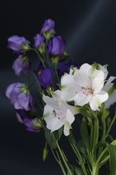 Bild mit Blumen als Makroaufnahmen