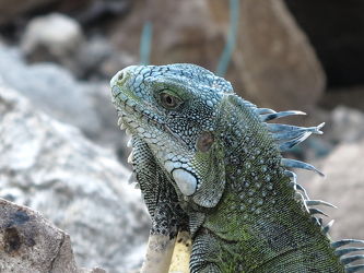 Bild mit Reptilien, Leguane