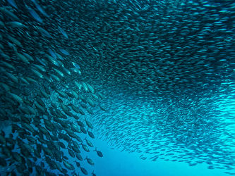 Bild mit Fische, Unterwasser, Fisch, Schwarmfisch, Im Meer