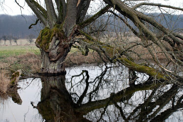 Knorriger Baum am Wasser mit Spiegelbild