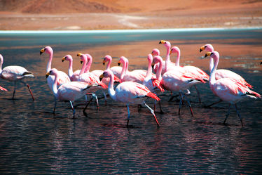 Bild mit Tiere, Natur, Tier, Tierwelt, Wildnis, Flamingo, Flamingos