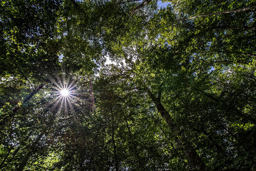 Bild mit Grün, Bäume, Deutschland, Wald, Waldlichtung, Blätter, Naturschutzgebiete, Naturpark Südeifel