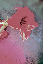 Bild mit Pflanzen, Rosa, Rot, Blume, Makro, Licht, Objekte, zimmerpflanzen, blüte, nahaufnahme, Schatten, Amaryllis Blüte, Detail Aufnahme
