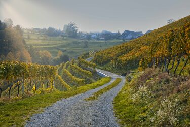 Bild mit Grün, Landschaften, Berge und Hügel, Nature, Weintrauben, landwirtschaft, Schweiz, wine