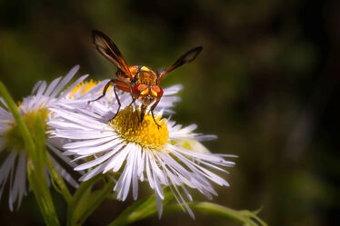 Bild mit Natur, Blumen, Insekten, Fliegen, Makrofotografie, Blüten, Schwebfliege, nahaufnahmen, Insektenfotografie, Breitflüglige Raupenfliege