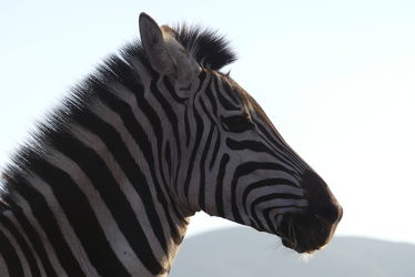 Bild mit Tiere, Säugetier, Portrait, Zebra, Tierportrait, Pferdeporträt