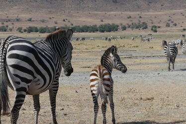 Bild mit schwarz & weiss, Afrika, Zebras, Zebraherde, Fohlen, Mutter, safari