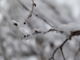 Bild mit Winter, Schnee, Eis, Winteraufnahmen, Winterimpressionen, Frost Winter, Zweig