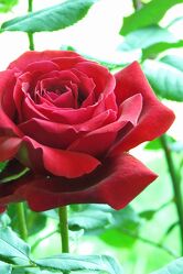 Bild mit Blume, Rose
