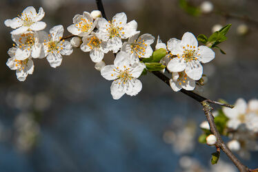 Bild mit Pflanze, blühender Kirschbaum, Kirschblüten, Kirschblüte