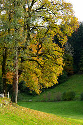 Bild mit Natur, Bäume, Herbst, Laubbäume, Baum, Laubbaum, Herbstblätter, Goldener Herbst, Herbststimmung, herbstlich
