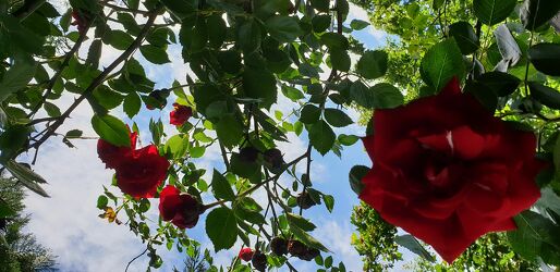 Bild mit Himmel, Rosen, Himmel Panorama, Rosenblüte, Rosengewächse, Blauer Himmel, rote Rosen