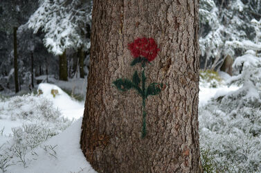 Bild mit #baum, #red, #romantic, #forest, #tree, #rose, #schnee, #romantisch, #Wald