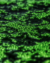 Bild mit Grün, Abstrakte Kunst, Abstrakt Art, Algen, Algenimpressionen, Alien